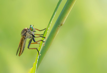 Robber fly takes a rest surrounded by green