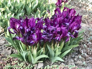Fototapeta premium Purple iris flowers close up