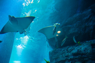 水族館のエイ © pianoman555