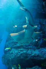 水族館のエイ © pianoman555