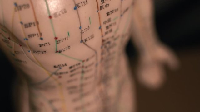 Alternative medicine and east asian healing methods concept with acupuncture dummy model . Chinese Body medicine