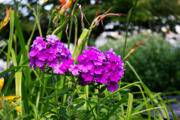 Beautiful Spring Flowers