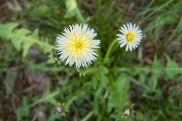 Obraz premium 白いタンポポ／White dandelion