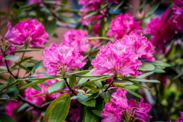 Rhododendron flowers in a garden in Tokyo, Japan
