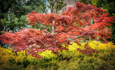 Japanese maple Acer palmatum dissectum atropurpureum