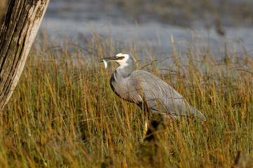 White-faced Heron in New Zealand