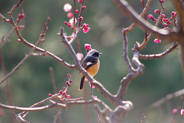梅の木にとまるジョウビタキ