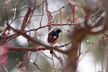 梅の木にとまるジョウビタキ