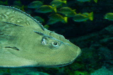 水族館のエイ © pianoman555