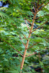 Yellow bark Japanese maple, Acer palmatum 'Bihou'