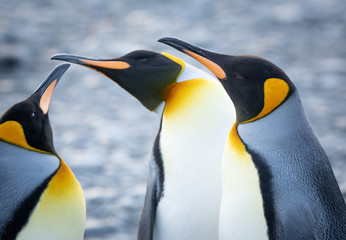 King penguins, Fortuna Bay