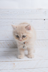 Fototapeta na wymiar Cute Persian Kitten