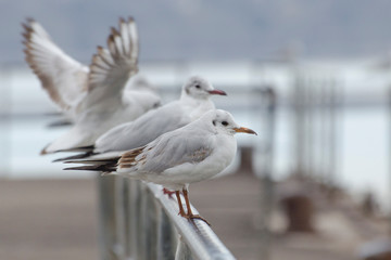 River gulls are sitting on the pier in the early morning. Close-up photo.