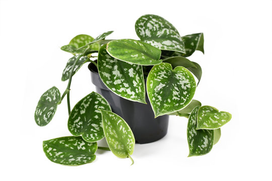 Whole 'Scindapsus Pictus Exotica' tropical house plant, also called 'Satin Pothos' with velvet texture and silver spot pattern isolated on white background