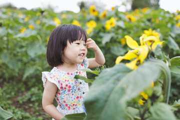 toddler girl play at summer sunflower filed,countryside of Northern Ireland