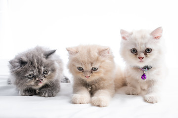 Obraz na płótnie Canvas Cute Persian Kitten