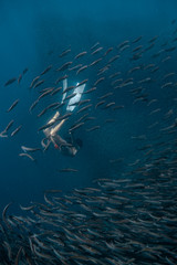 Young female in a sexy swimwear dives into a massive school of sardines using long diving fins. Moalboa, Cebu, Philippines.