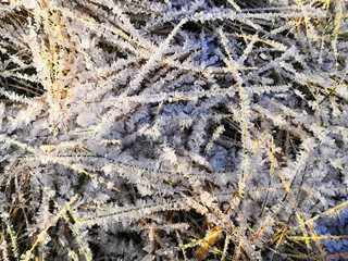 frost on the branches