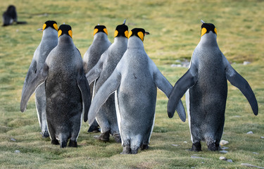 A group of King penguins, Fortuna Bay