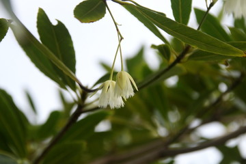 Light cream color flowers of Fairy Petticoats or Elaeocarpus grandiflorus blooming on bunch and blur green leaves background, Thailand.