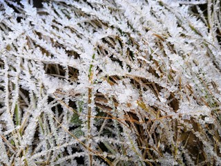 frosty natural background
