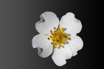 white flower on black background