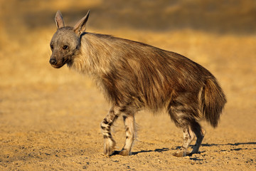Une hyène brune alerte (Hyaena brunnea), désert du Kalahari, Afrique du Sud.