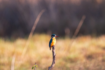 Common Kingfisher at its vantage point.