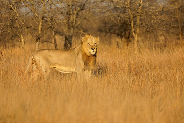 Big male African lion (Panthera leo) in natural habitat, Kruger National Park, South Africa.