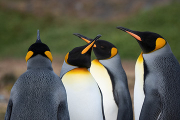 A group of King penguins, Fortuna Bay