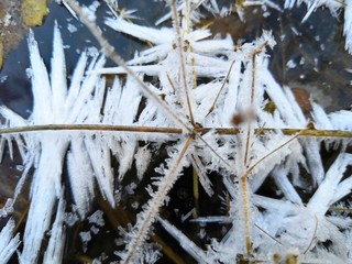 snow covered branches