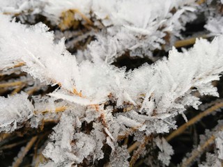 frost on the branches