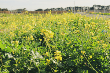 field of yellow flowers in new estate