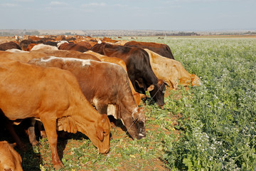 Cattle strip grazing cover crops with movable electrical fencing on a rural farm, South Africa.