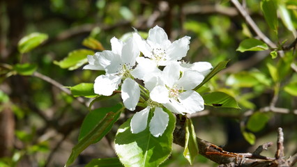 spring white flowers