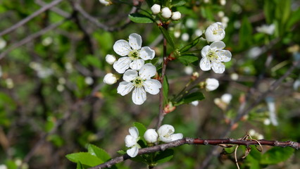 spring white flowers
