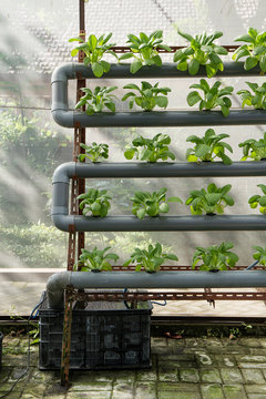 Organic Hydroponics Vegetable Garden