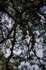 Fototapeta premium Tree branches with pine cones