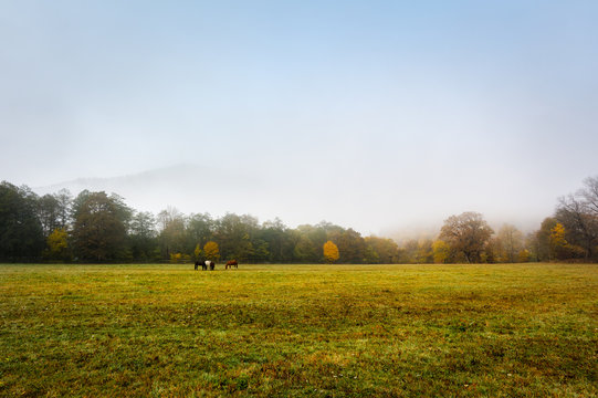 herd of horses in a thick fog in the autumn in the feald