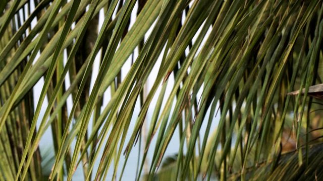 Palm leaves and coconuts. Beautiful tropical background, coconut palm close-up