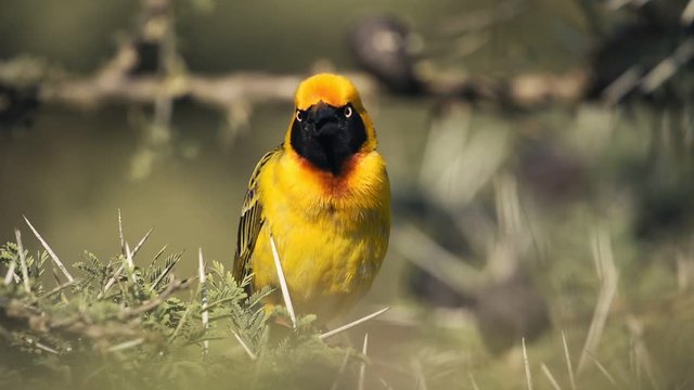 Southern Masked Weaver Calling And Perched On The Thorny Branches Of A Tree In El Karama Lodge Kenya.-  closeup shot