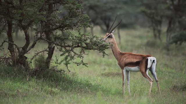Impala With Long Horns Spotted Eating On A Small Tree In El Karama Lodge In Kenya - Wide Shot