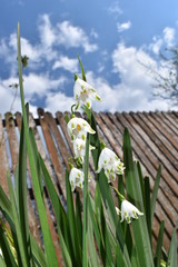 Obraz premium white flowers on a wooden fence