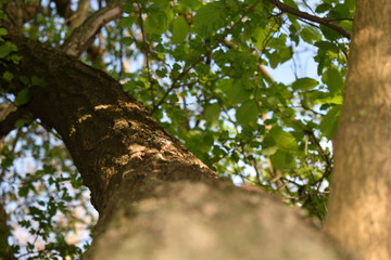 tree in spring