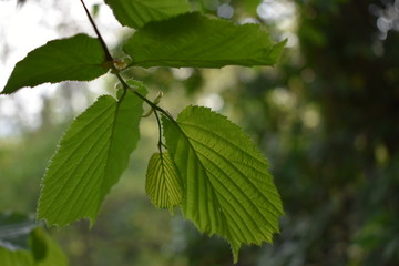 green leaves on a branch