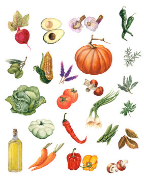 Watercolor vegetables clip art. Hand Drawn Kitchen elements. Illustration of vegetables suitable for textiles and menus.