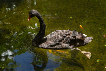 black swan swimming on the pond