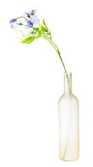 artificial flowers in tinted glass bottle isolated
