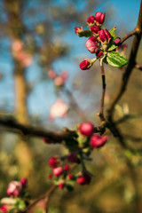 Flowering green forest on sunset , spring nature background