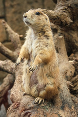 cute prairie dog standing
